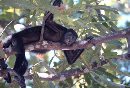 Howler Monkey