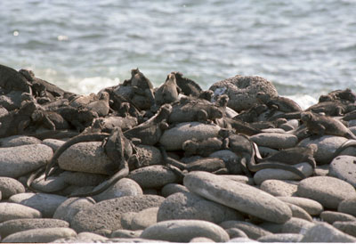 Marine Iguanas