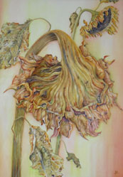 sunflower2