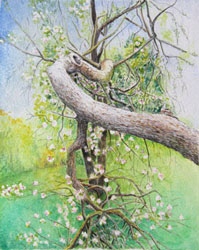 georgia's tree