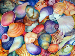 Sea Shells