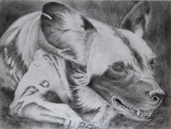 Wild Dogs