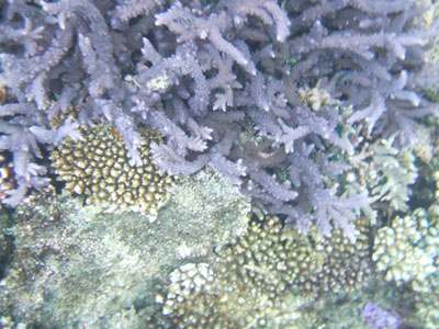 Corals