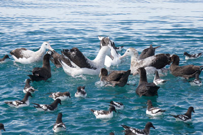 Seabirds